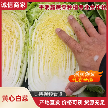 湖北黄心白菜大白菜新货上市常年供应批发电商团购各大平台