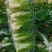盐城东台大白菜:鲜蔬珍品，大量现货速发，自然馈赠