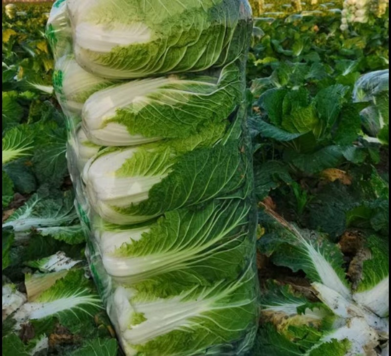 盐城东台大白菜:鲜蔬珍品，大量现货速发，自然馈赠