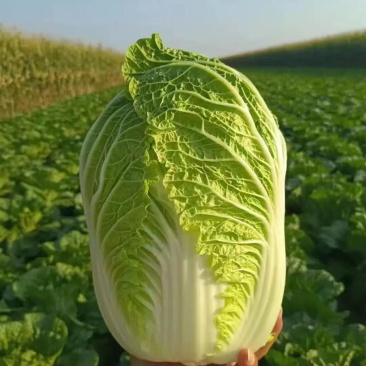 盐城东台大白菜:鲜蔬珍品，大量现货速发，自然馈赠