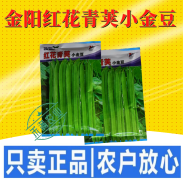 红花青荚小金豆四季豆种子农家高产无筋架豆早熟高产蔬菜种子
