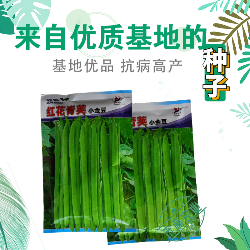 红花青荚小金豆四季豆种子农家高产无筋架豆早熟高产蔬菜种子