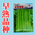 红花青荚小金豆四季豆种子农家高产无筋架豆早熟高产蔬菜种子