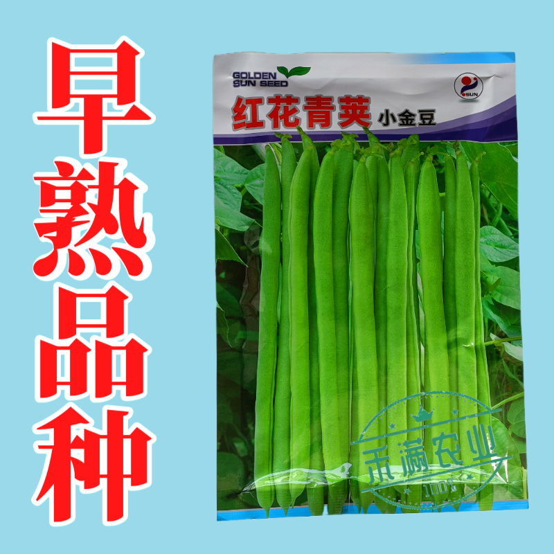 红花青荚小金豆四季豆种子农家高产无筋架豆早熟高产蔬菜种子