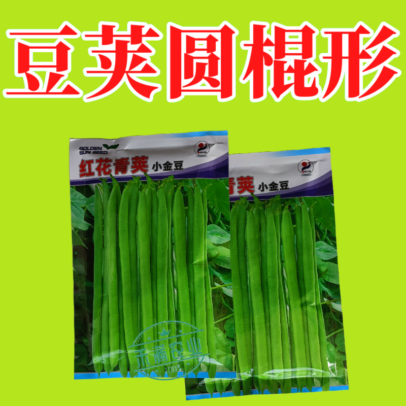 红花青荚小金豆四季豆种子农家高产无筋架豆早熟高产蔬菜种子