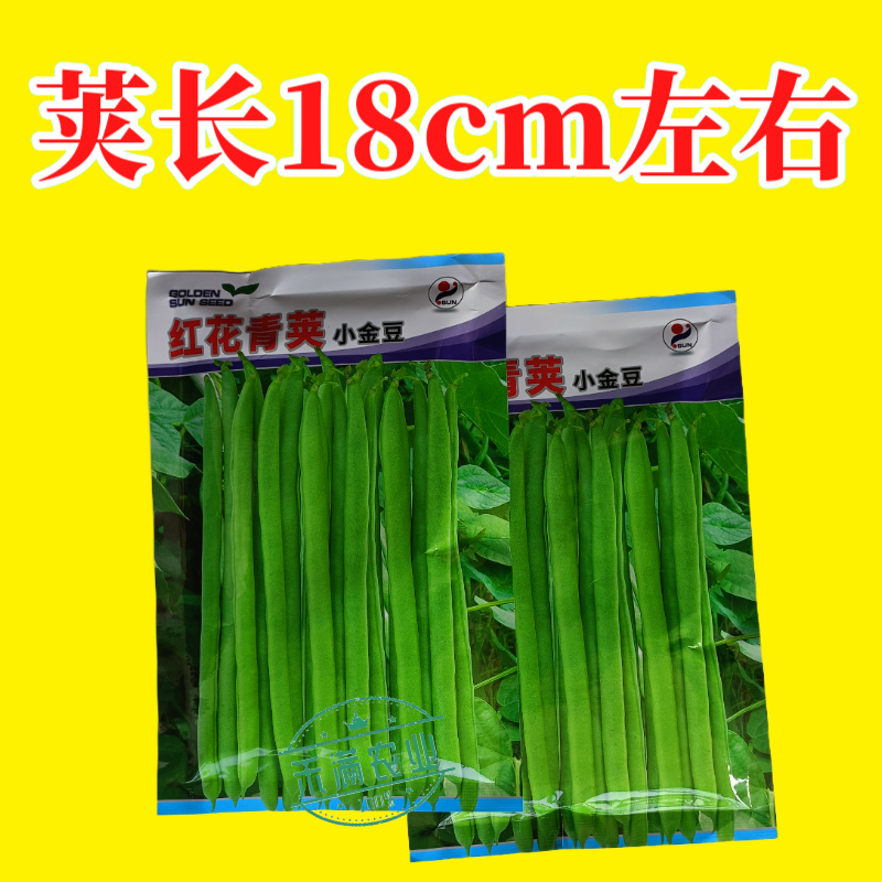红花青荚小金豆四季豆种子农家高产无筋架豆早熟高产蔬菜种子