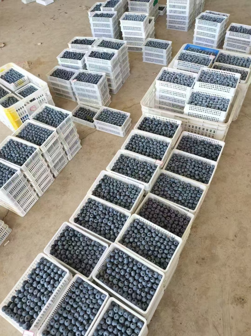 山东精品蓝莓大量上市瑞卡蓝莓L25蓝莓质量保证全国发货