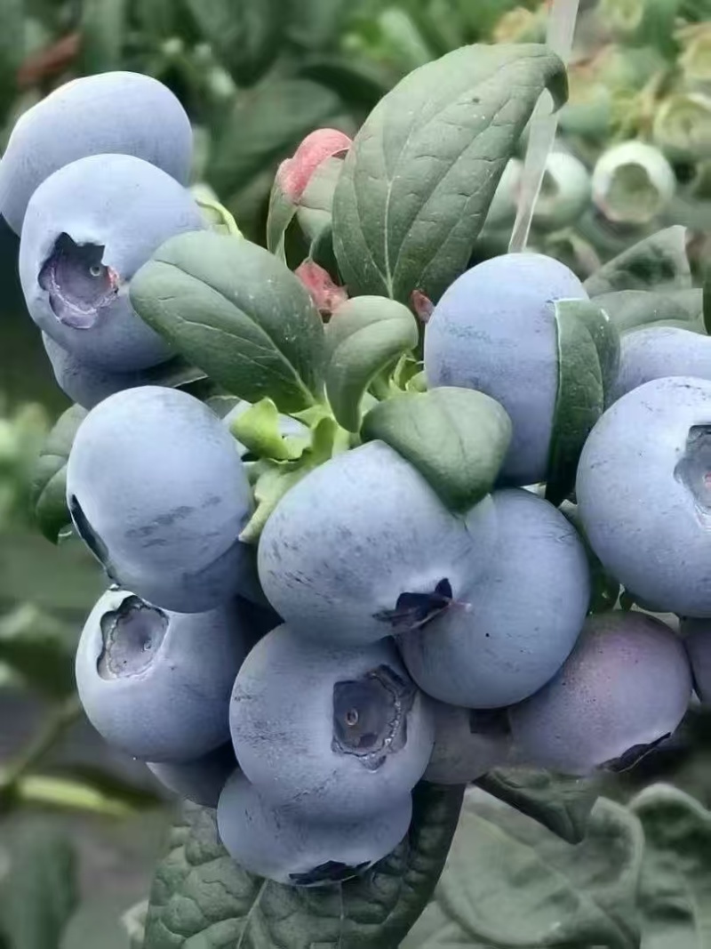 山东精品蓝莓大量上市瑞卡蓝莓L25蓝莓质量保证全国发货