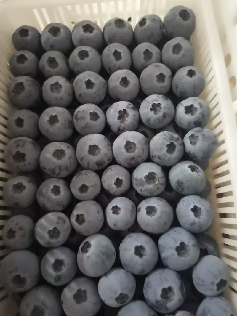 山东精品蓝莓大量上市瑞卡蓝莓L25蓝莓质量保证全国发货