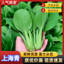 【实力】精品上海青原产地曹县直发品质好常年大量供应