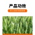 麦黄金增产肥小麦生根壮苗抗倒伏促分蘖灌浆增产增收叶面肥