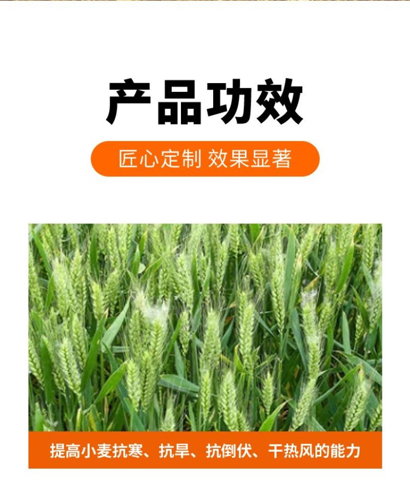 麦黄金增产肥小麦生根壮苗抗倒伏促分蘖灌浆增产增收叶面肥