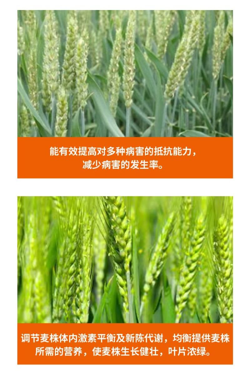 麦黄金增产肥小麦生根壮苗抗倒伏促分蘖灌浆增产增收叶面肥