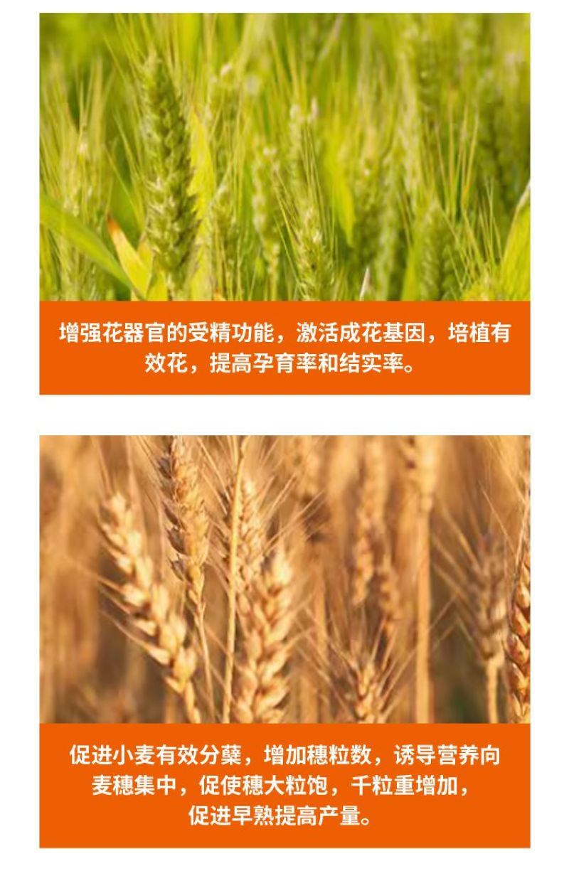 麦黄金增产肥小麦生根壮苗抗倒伏促分蘖灌浆增产增收叶面肥