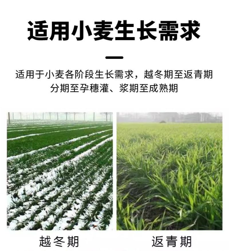 麦黄金增产肥小麦生根壮苗抗倒伏促分蘖灌浆增产增收叶面肥