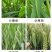 麦黄金增产肥小麦生根壮苗抗倒伏促分蘖灌浆增产增收叶面肥