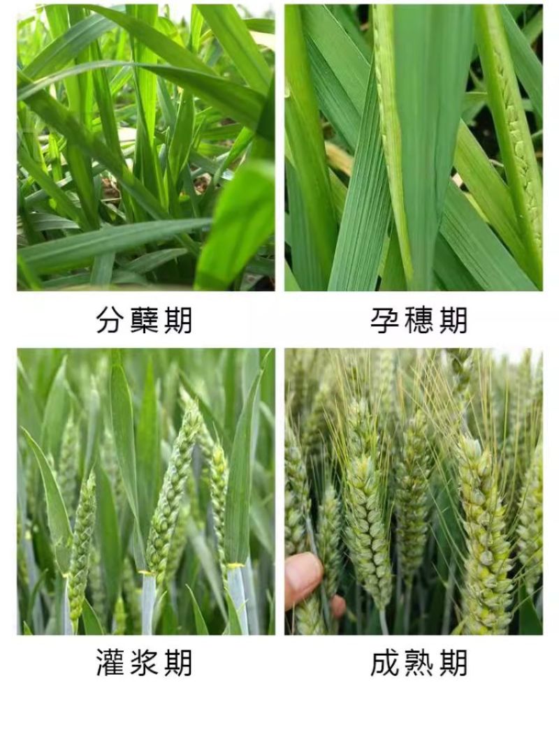 麦黄金增产肥小麦生根壮苗抗倒伏促分蘖灌浆增产增收叶面肥