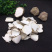虎奶菌虎乳菌儿童老虎奶菌片虎乳灵芝乳菇搭配汤料煲汤