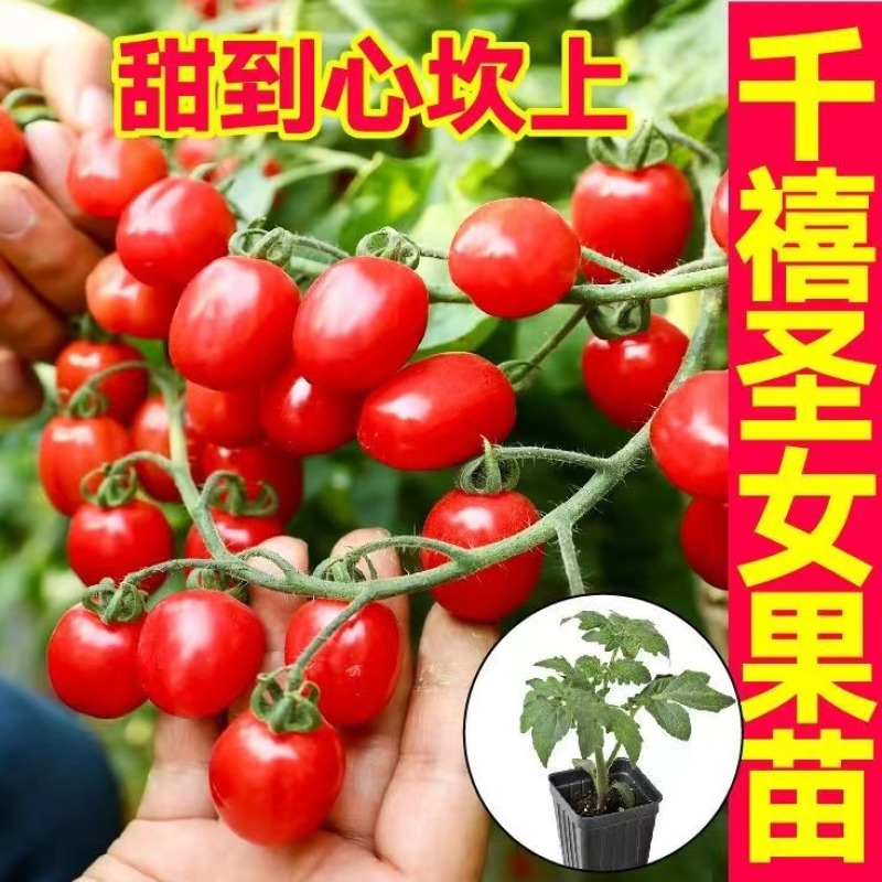 圣女果苗，千禧，黑珍珠支持视频看货，可发往全国市场