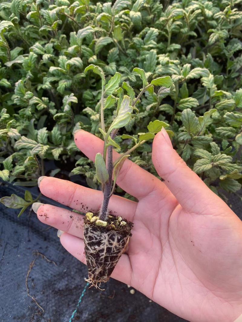 圣女果苗，千禧，黑珍珠支持视频看货，可发往全国市场