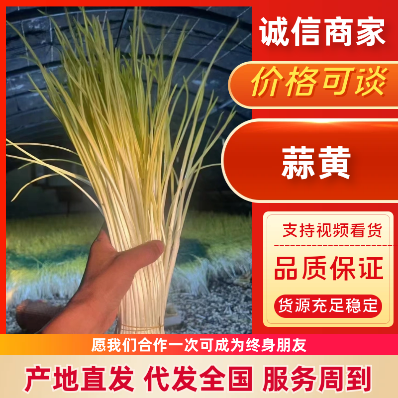 遵化蒜黄，唐山蒜黄，精品蒜黄