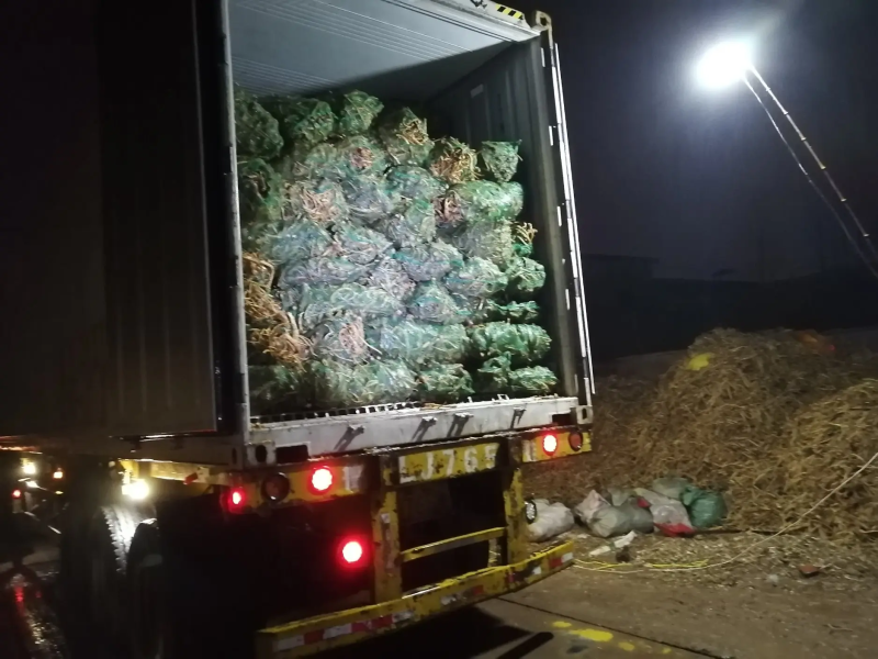 【牛商推荐】山东临沂辣根种子大量供应存活率产量高