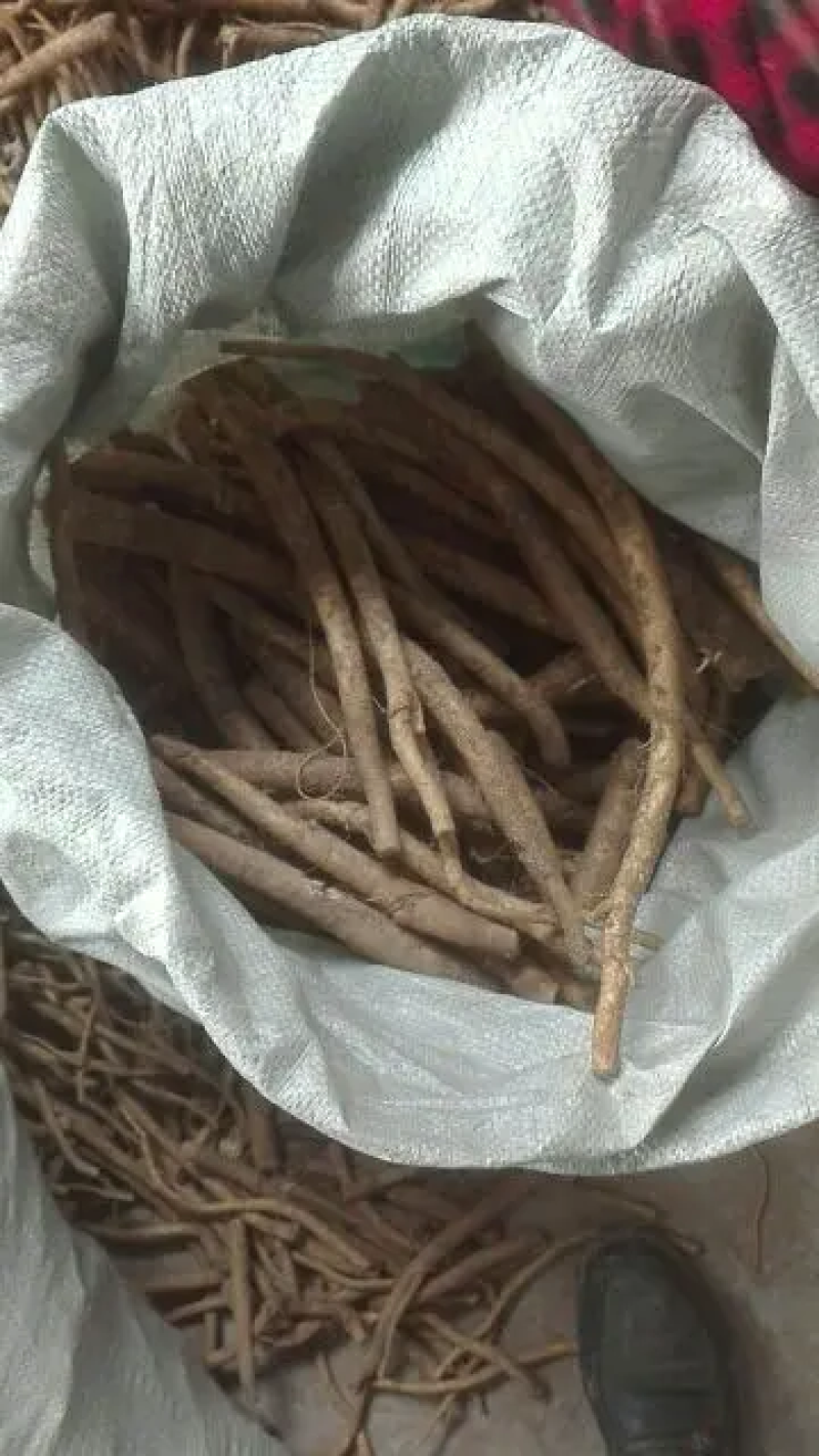 【牛商推荐】山东临沂辣根种子大量供应存活率产量高