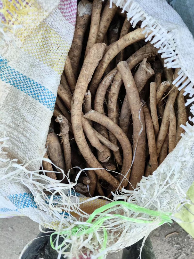 【牛商推荐】山东临沂辣根种子大量供应存活率产量高