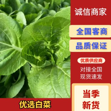 白菜产地直供大量有货品质保证服务周到