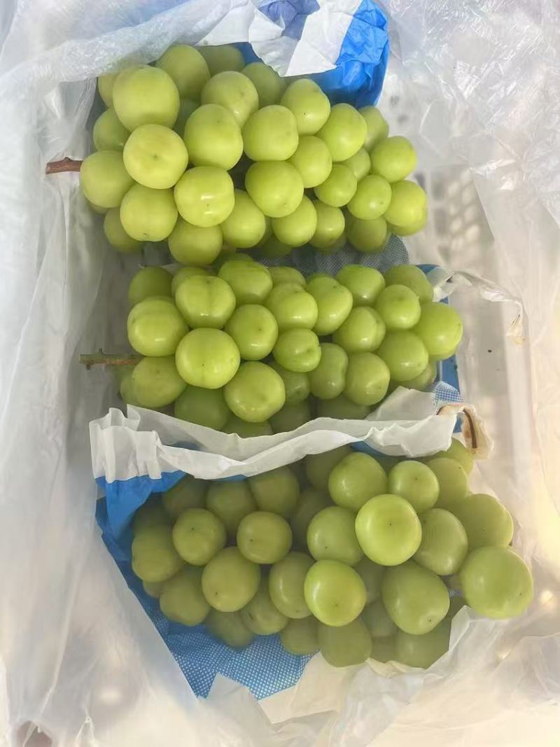 【精品】阳光玫瑰大量有货现摘现发欢迎来电咨询
