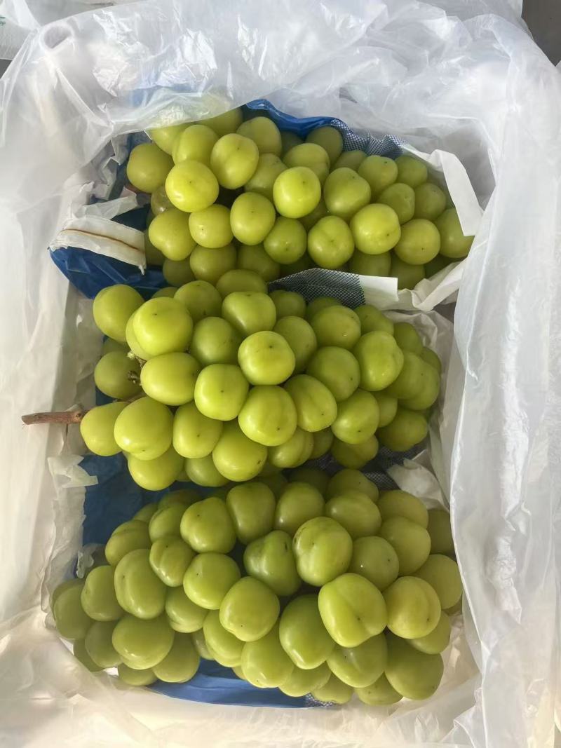 【精品】阳光玫瑰大量有货现摘现发欢迎来电咨询