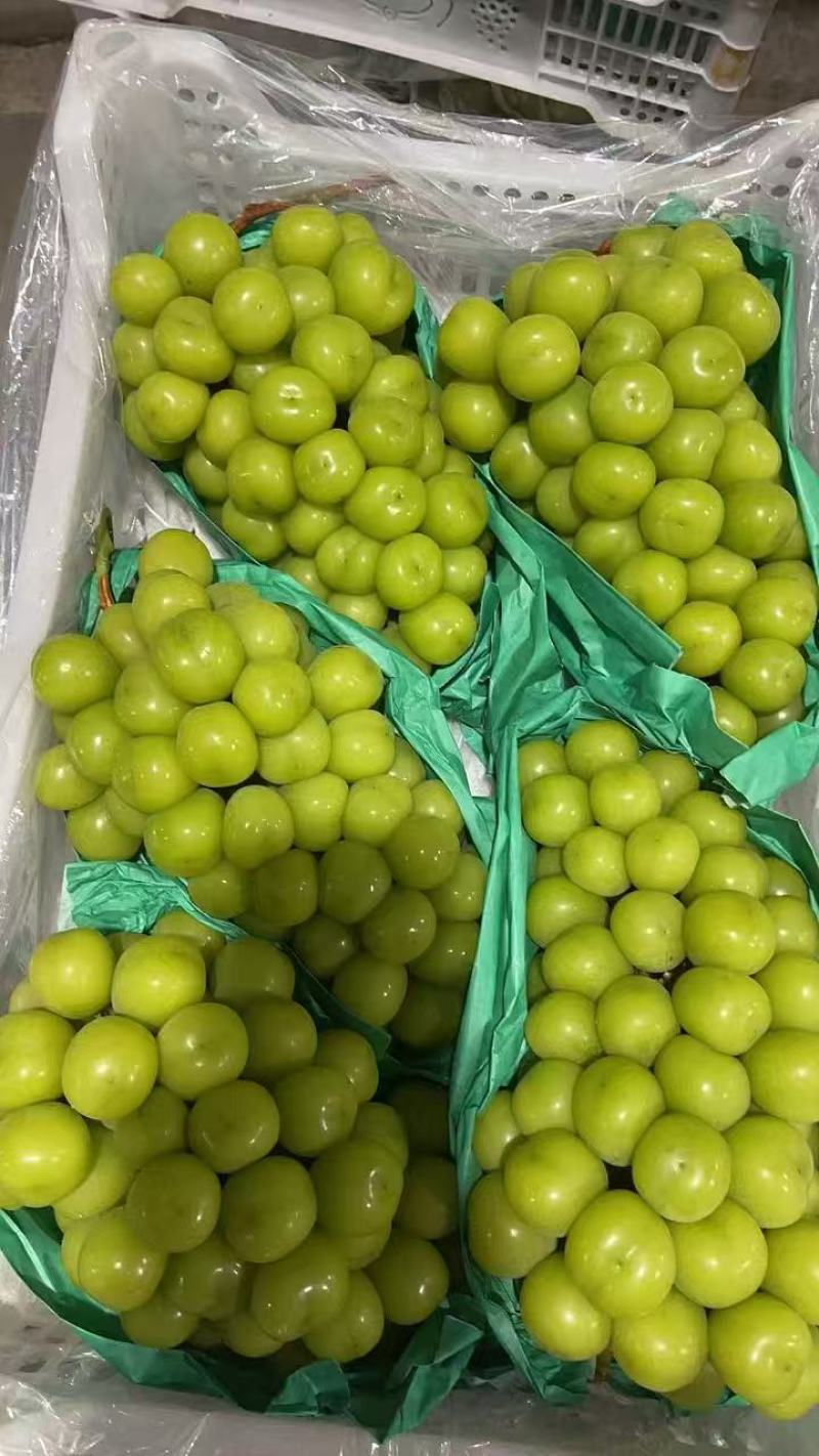 【精品】阳光玫瑰大量有货现摘现发欢迎来电咨询