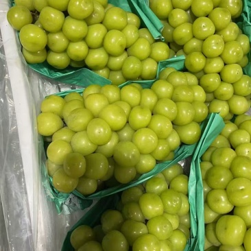 【诚信卖家】阳光玫瑰大量有货产地直发品质保证