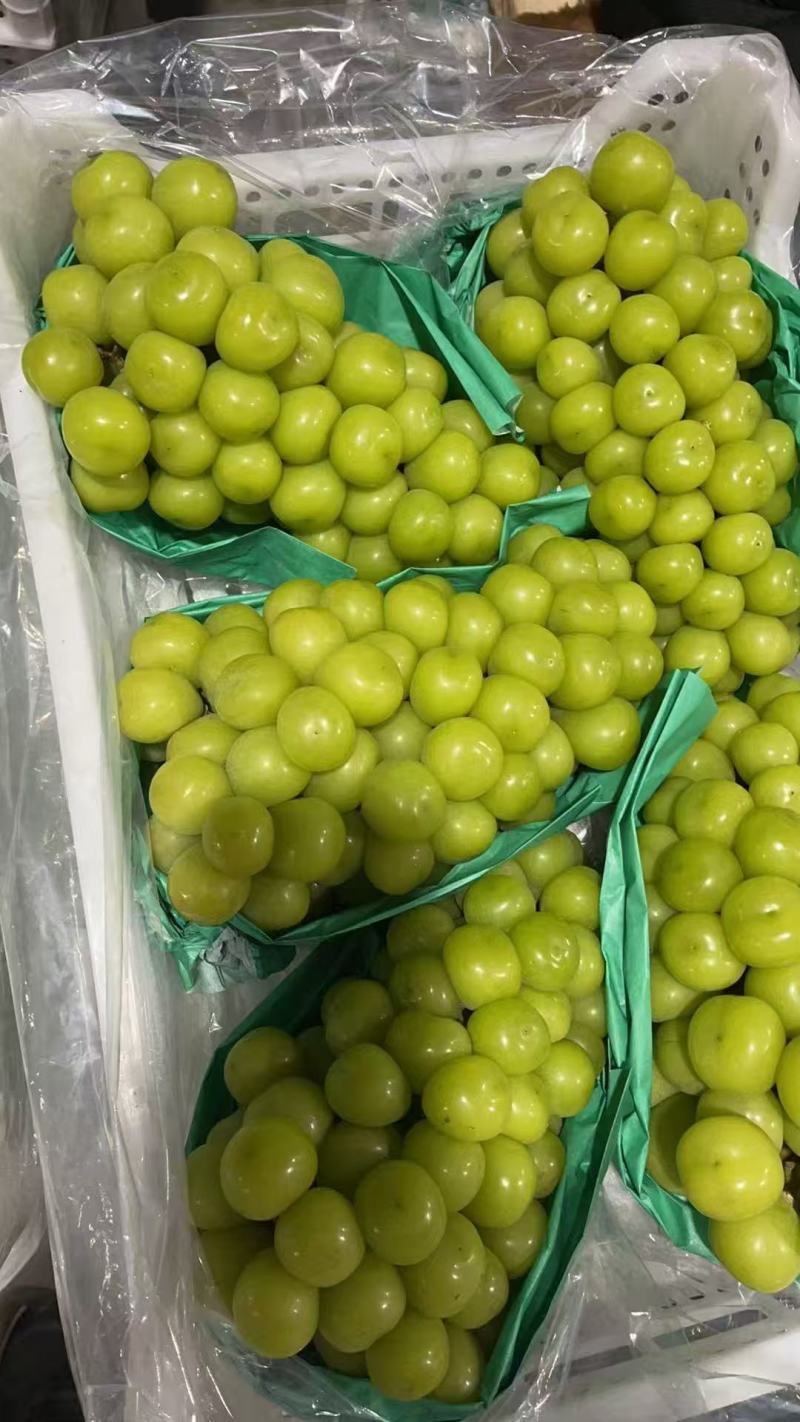 【诚信卖家】阳光玫瑰大量有货产地直发品质保证