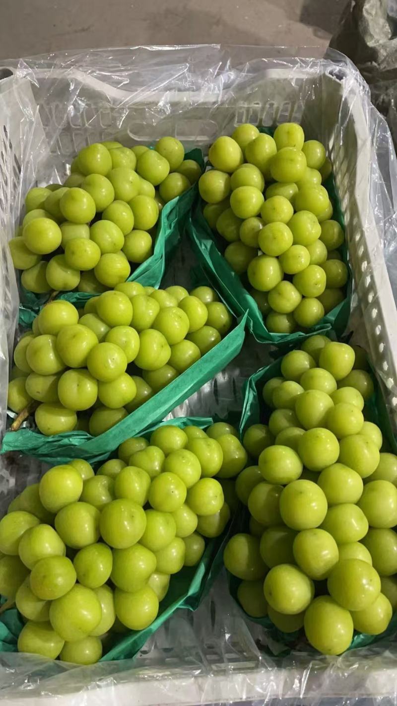 【诚信卖家】阳光玫瑰大量有货产地直发品质保证
