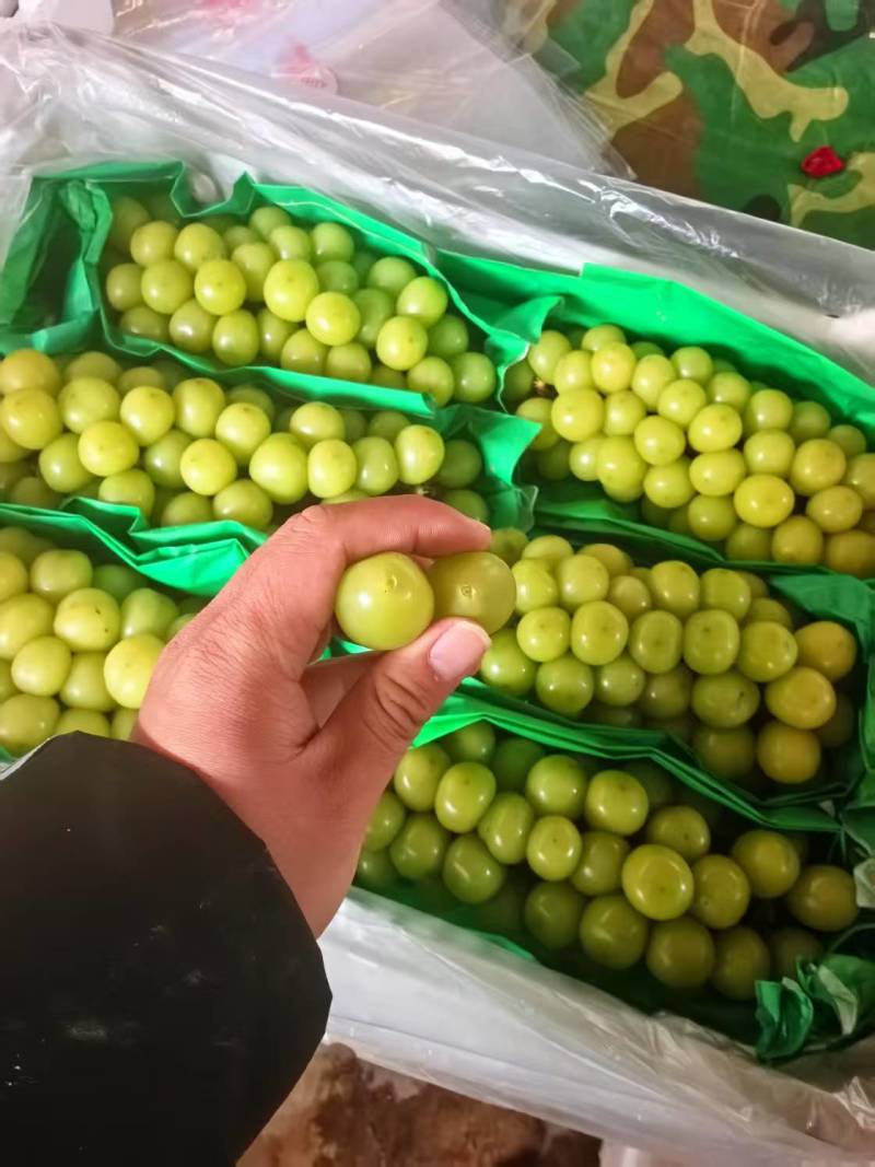 【诚信卖家】阳光玫瑰大量有货产地直发品质保证