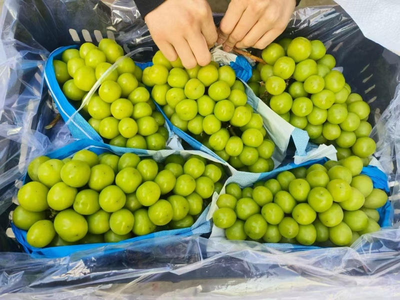 【诚信卖家】阳光玫瑰大量有货产地直发品质保证