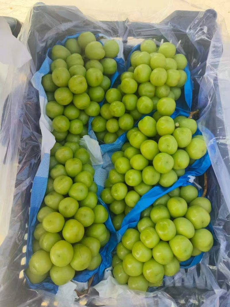 【诚信卖家】阳光玫瑰大量有货产地直发品质保证