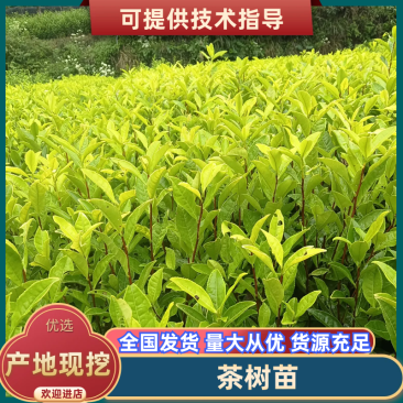 优惠供应当年生，中茶108茶苗品种纯正根丝好，成活率高