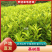 龙井43茶树苗历久弥新，型性系，当年生良种茶苗量大从优