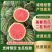 【优选】广东雷州二茬西瓜/有籽美都西瓜/专业验瓜师/视频
