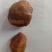鸡宝精品鸡宝自产自销包邮支持视频看货价格可以商谈