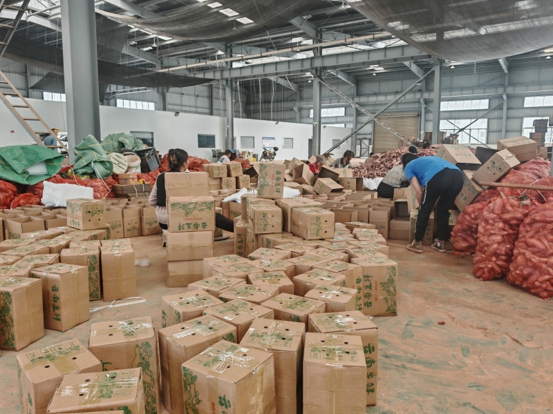 【一件代发】红薯蜜薯榴莲蜜薯产地直销量大质优价格优惠