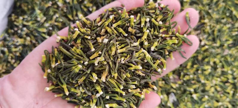 莲子芯批发莲子心一手货源量大价优对接实体批发零售