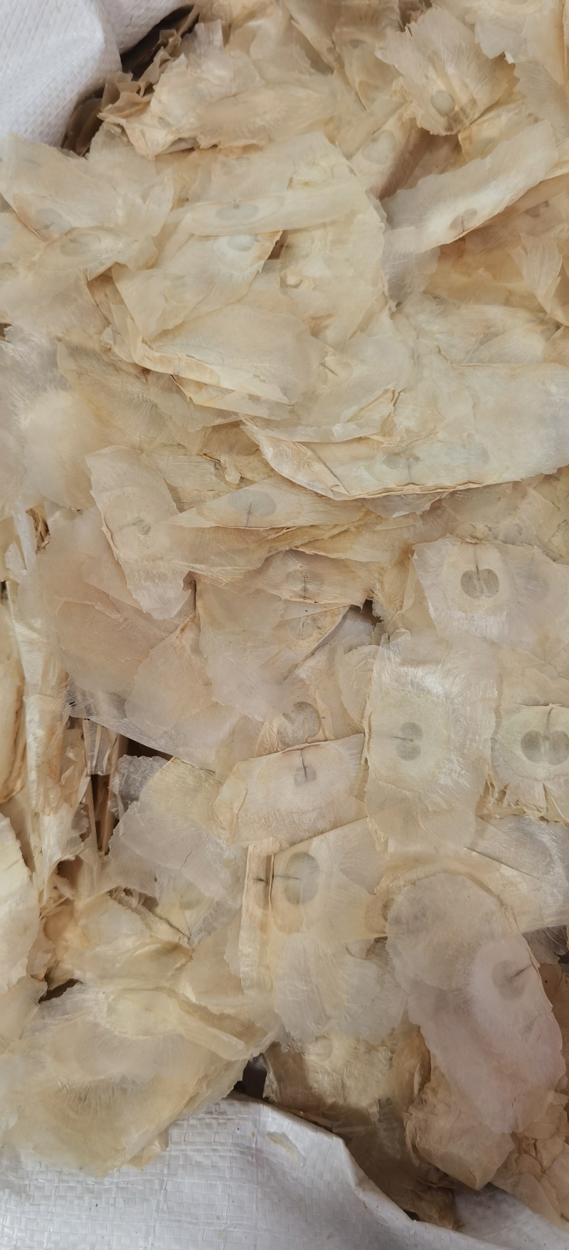 木蝴蝶批发木蝴蝶产地直销一手货源各规格齐全量大从优