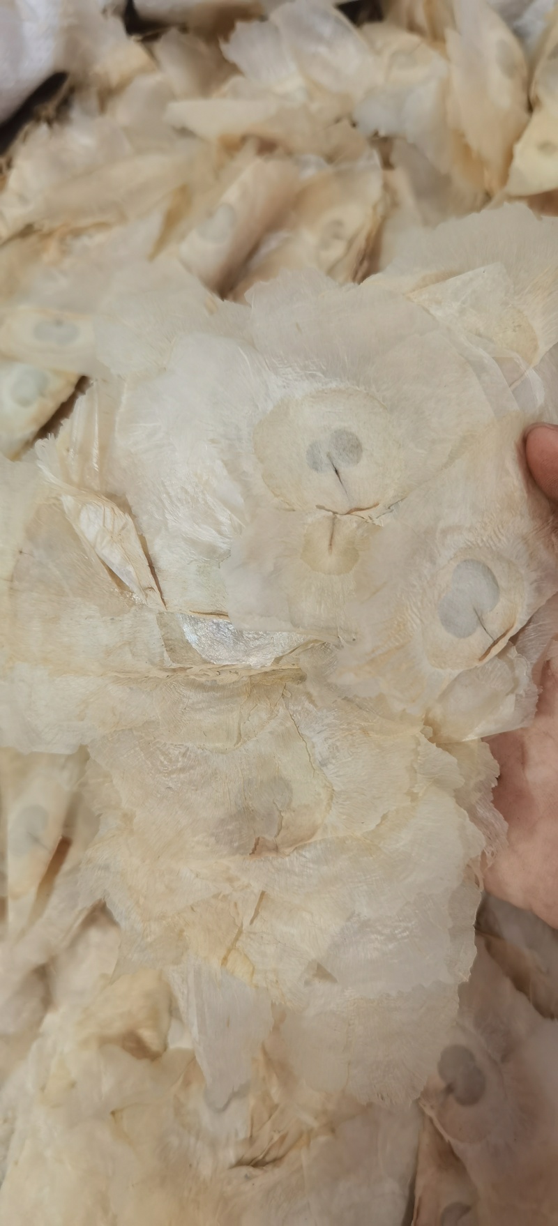 木蝴蝶批发木蝴蝶产地直销一手货源各规格齐全量大从优