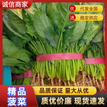 大叶菠菜河北菠菜大量供应产地直发可视频看货选货