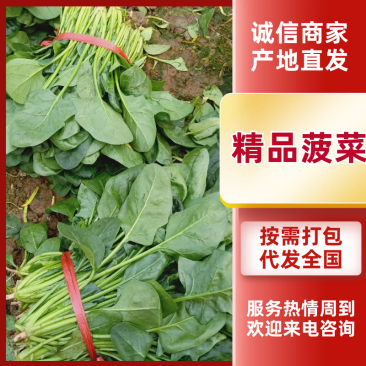 大叶菠菜河北菠菜大量供应全国发货品质保障量大从优