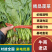 【菠菜】河北越冬菠菜大量供应价格便宜全国发货