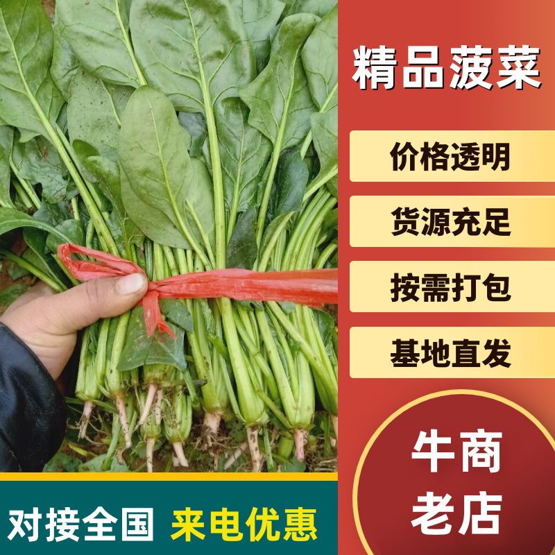 【菠菜】河北越冬菠菜大量供应价格便宜全国发货
